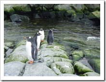 P1080060 thumb - Travel Tips: Antarctica (Antártida) Travel Guide