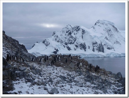 P1080515 thumb - Travel Tips: Antarctica (Antártida) Travel Guide